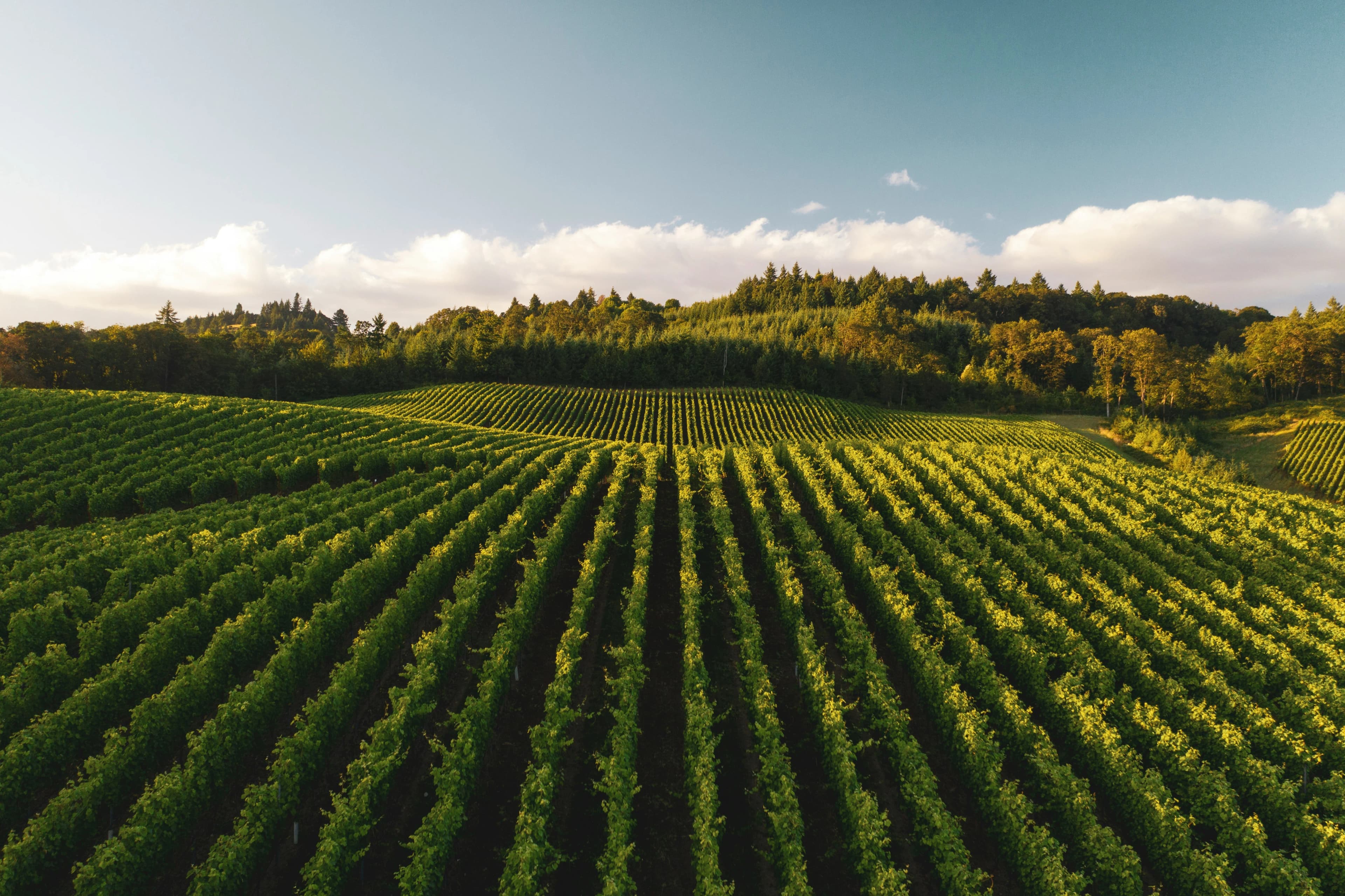 Nattybest Farm Industries – Premium agricultural operations